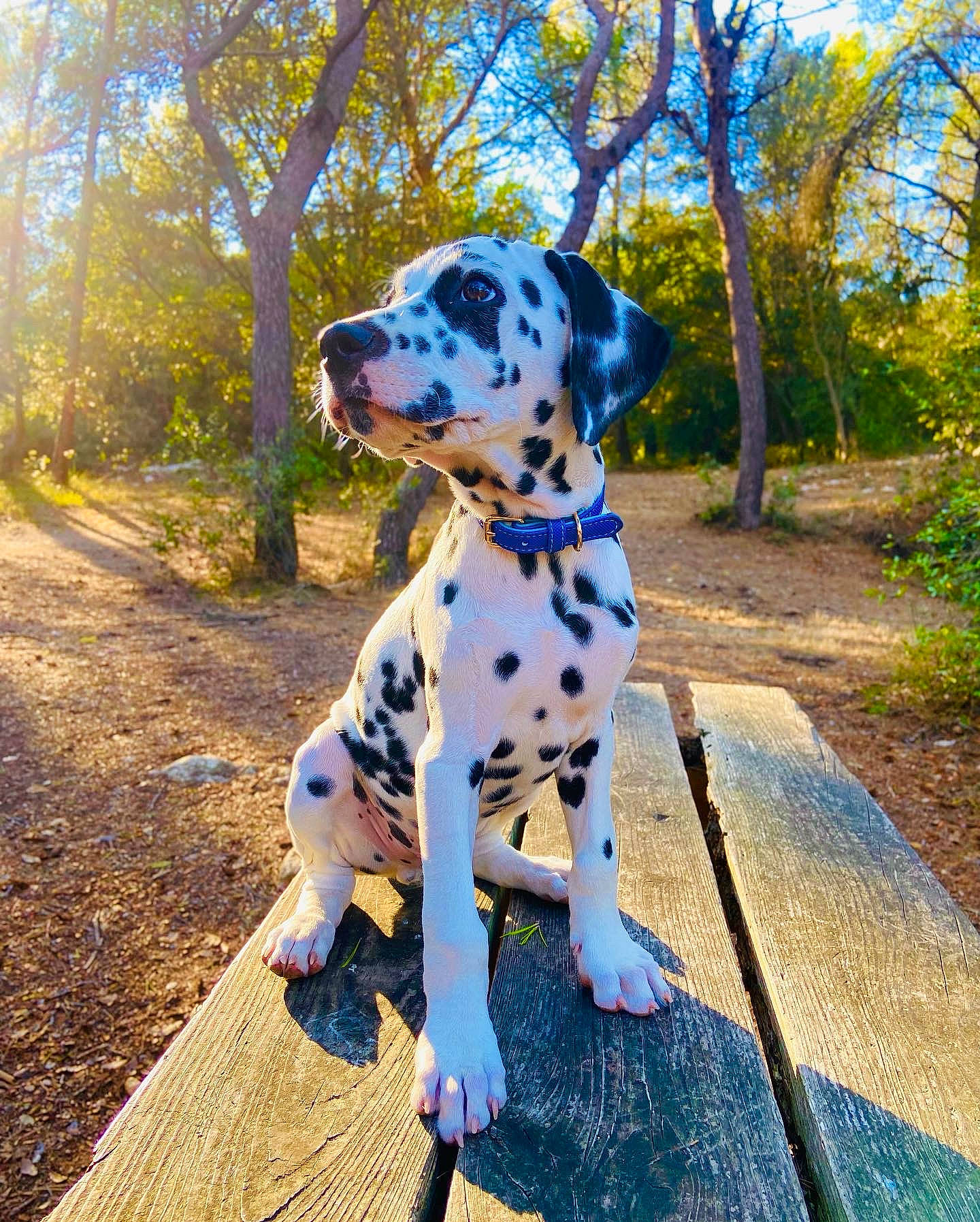 Tyler a rejoint le concours — aidez-le/la à gagner de superbes lots ! canidae, carnivore, collar, companion_dog, dalmatian, dog, dog_breed, dog_collar, dog_supply, electric_blue, fawn, fun, grass, plant, sky, snout, sporting_group, tree, wood, working_animal