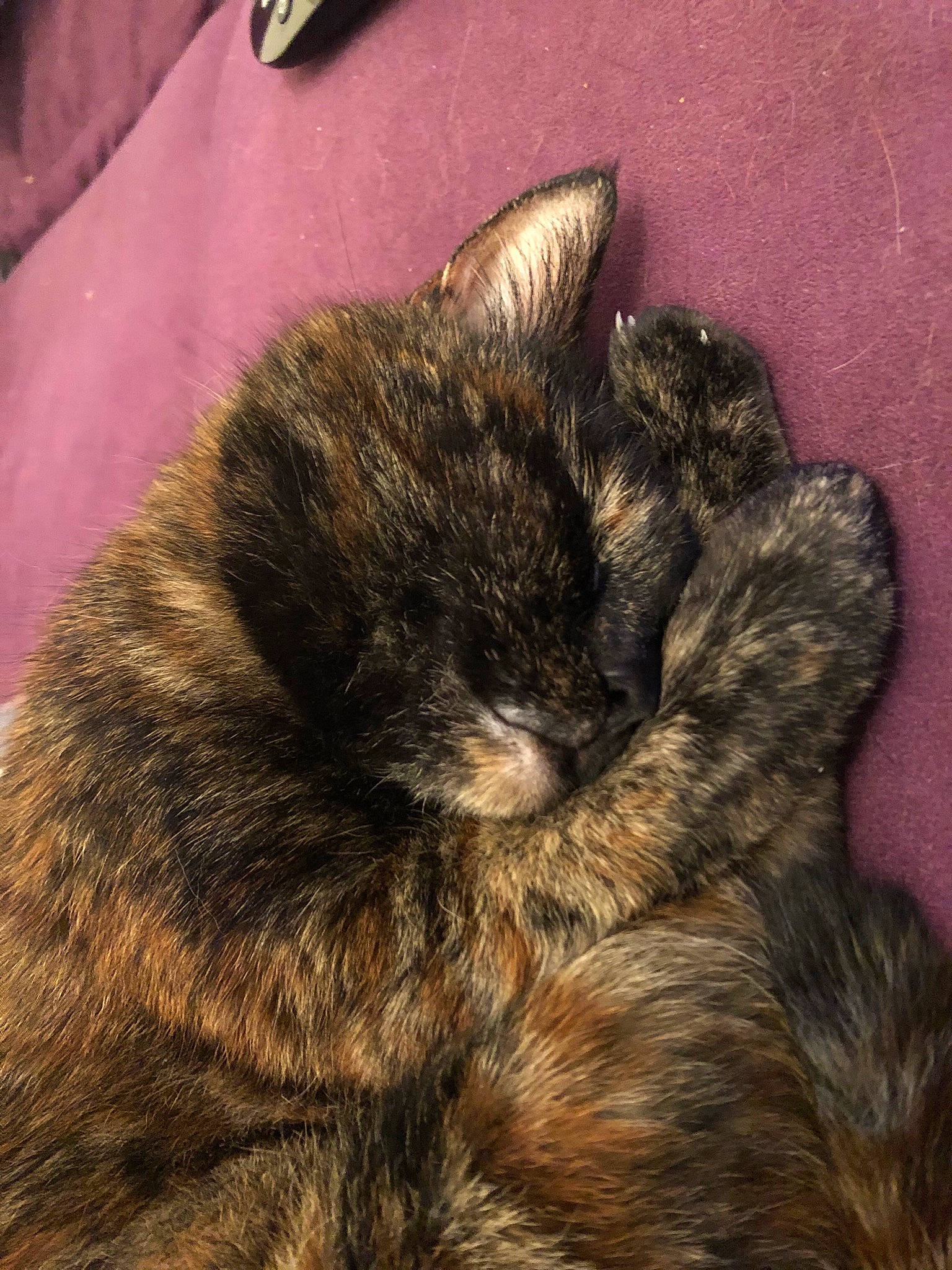 Crimson is registered to the contest to win money with this photo: carnivore, cat, claw, felidae, fur, small_to_medium_sized_cats, tail, whiskers