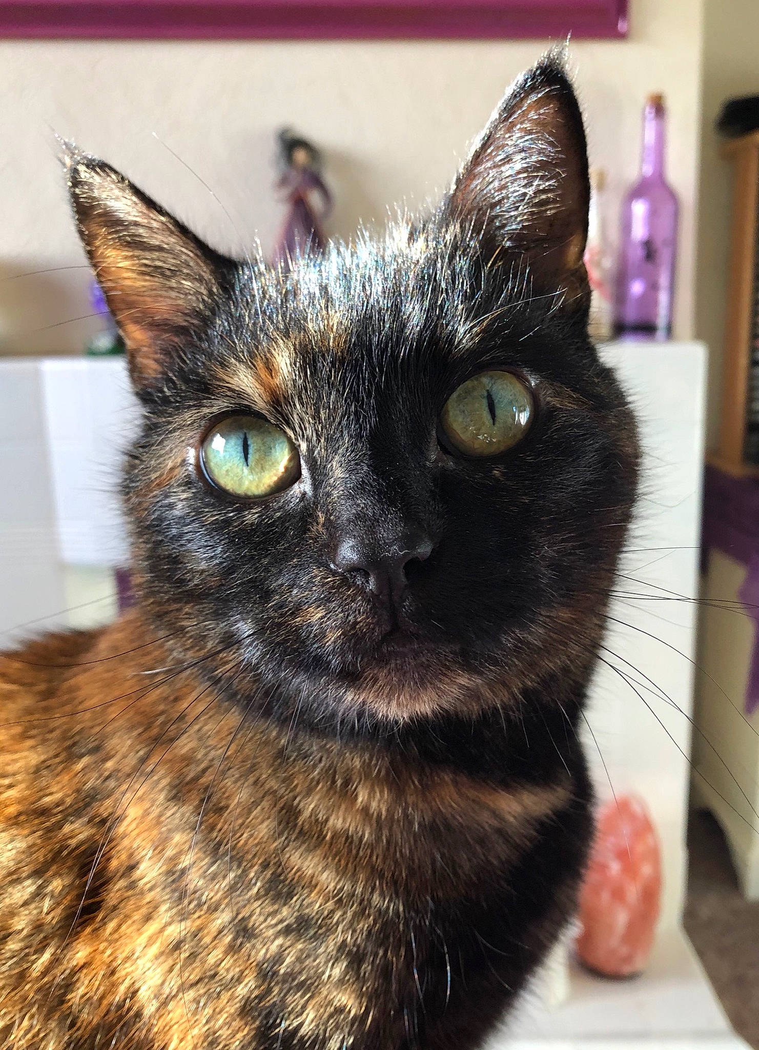 Crimson is registered to the contest to win money with this photo: american_wirehair, asian, black_cat, bombay, california_spangled, carnivore, cat, domestic_short_haired_cat, european_shorthair, eye, felidae, german_rex, mammal, ojos_azules, small_to_medium_sized_cats, snout, vertebrate, whiskers