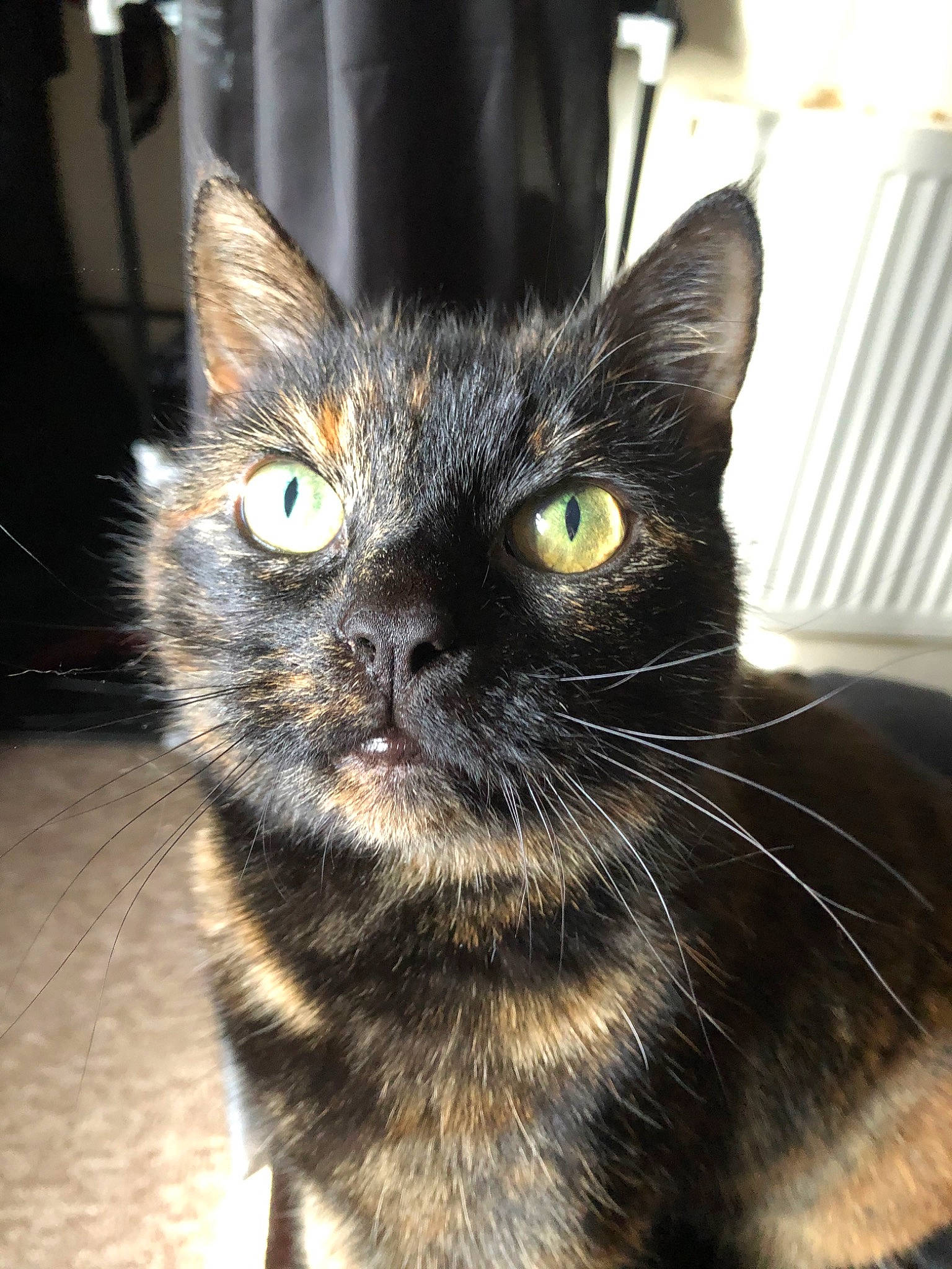 Crimson is registered to the contest to win money with this photo: american_wirehair, asian, black_cat, bombay, burmese, carnivore, cat, domestic_short_haired_cat, european_shorthair, eye, felidae, fur, german_rex, iris, mammal, ojos_azules, small_to_medium_sized_cats, snout, vertebrate, whiskers