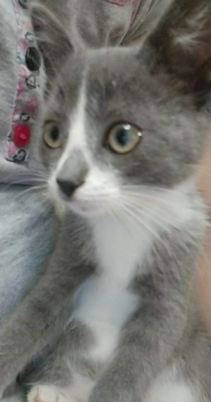 Rapido participe au concours pour gagner de l'argent avec cette photo : carnivore, cat, domestic_short_haired_cat, eye, felidae, fur, monochrome_photography, small_to_medium_sized_cats, snout, terrestrial_animal, whiskers