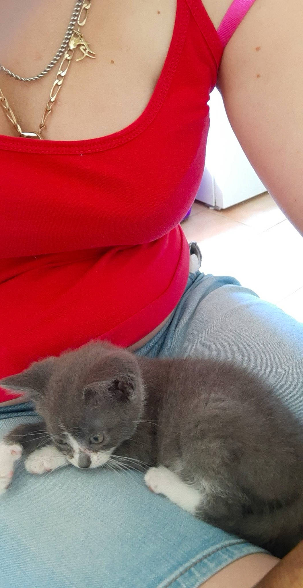 Rapido a rejoint le concours — aidez-le/la à gagner de superbes lots ! carnivore, cat, chest, comfort, domestic_short_haired_cat, fawn, felidae, fur, grey, human_leg, jewellery, paw, sitting, small_to_medium_sized_cats, snout, tail, thigh, waist, whiskers, white