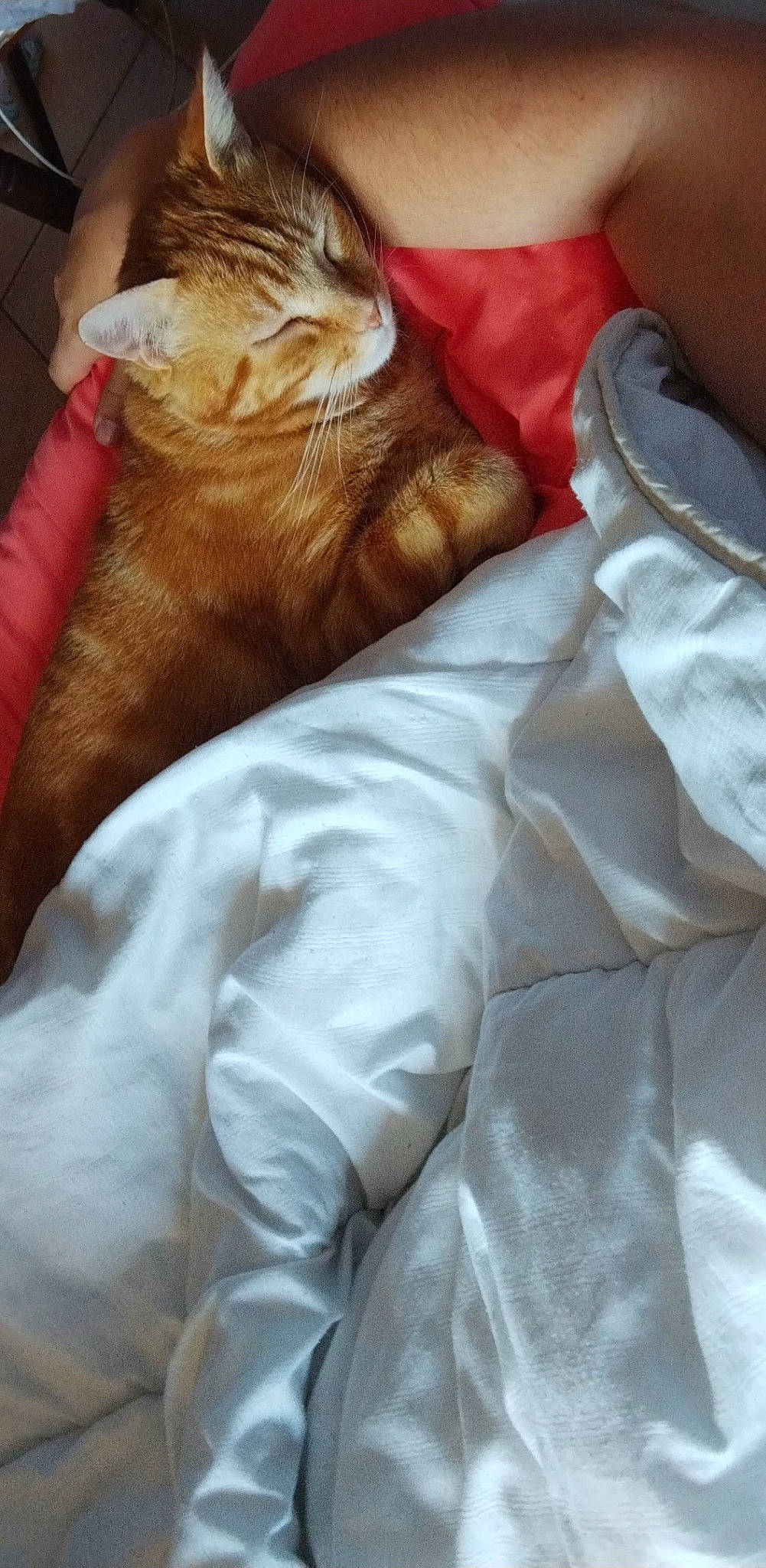 Pitchoun participe au concours pour gagner de l'argent avec cette photo : canidae, carnivore, cat, claw, comfort, companion_dog, dog_breed, domestic_short_haired_cat, dress_shirt, ear, fawn, felidae, gesture, human_leg, lap, linens, sleeve, small_to_medium_sized_cats, whiskers, wrinkle