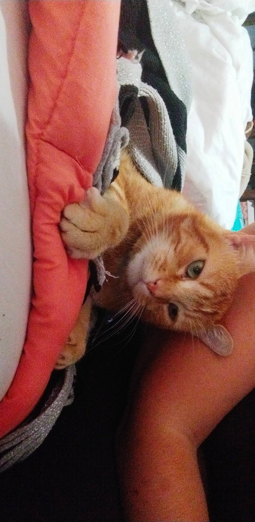 Pitchoun participe au concours pour gagner de l'argent avec cette photo : carnivore, cat, comfort, domestic_short_haired_cat, ear, eye, eyelash, fawn, felidae, finger, fur, gesture, hand, human_leg, nail, skin, small_to_medium_sized_cats, thumb, whiskers, wrist