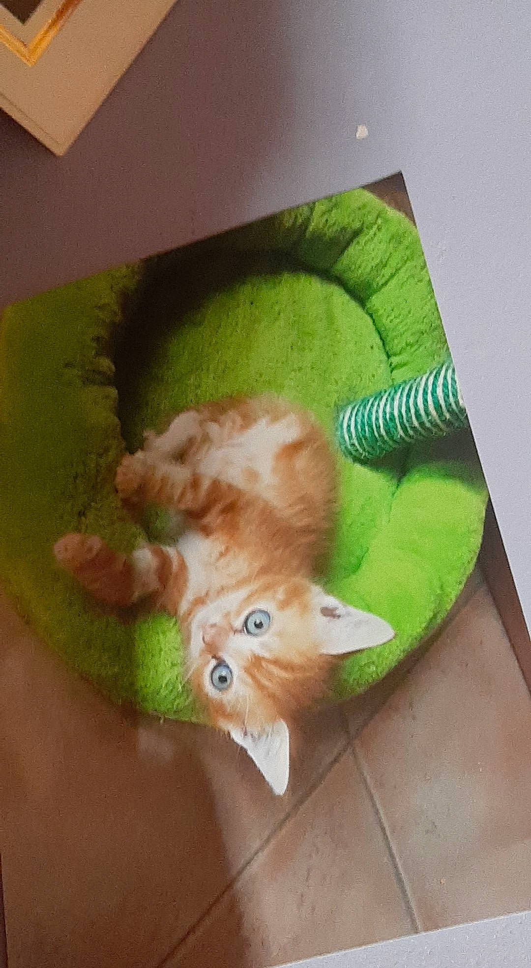 Pitchoun a rejoint le concours — aidez-le/la à gagner de superbes lots ! art, baby_toys, carnivore, cat, comfort, companion_dog, couch, domestic_short_haired_cat, fawn, felidae, fur, hardwood, paw, room, small_to_medium_sized_cats, stuffed_toy, tail, toy, whiskers, wood