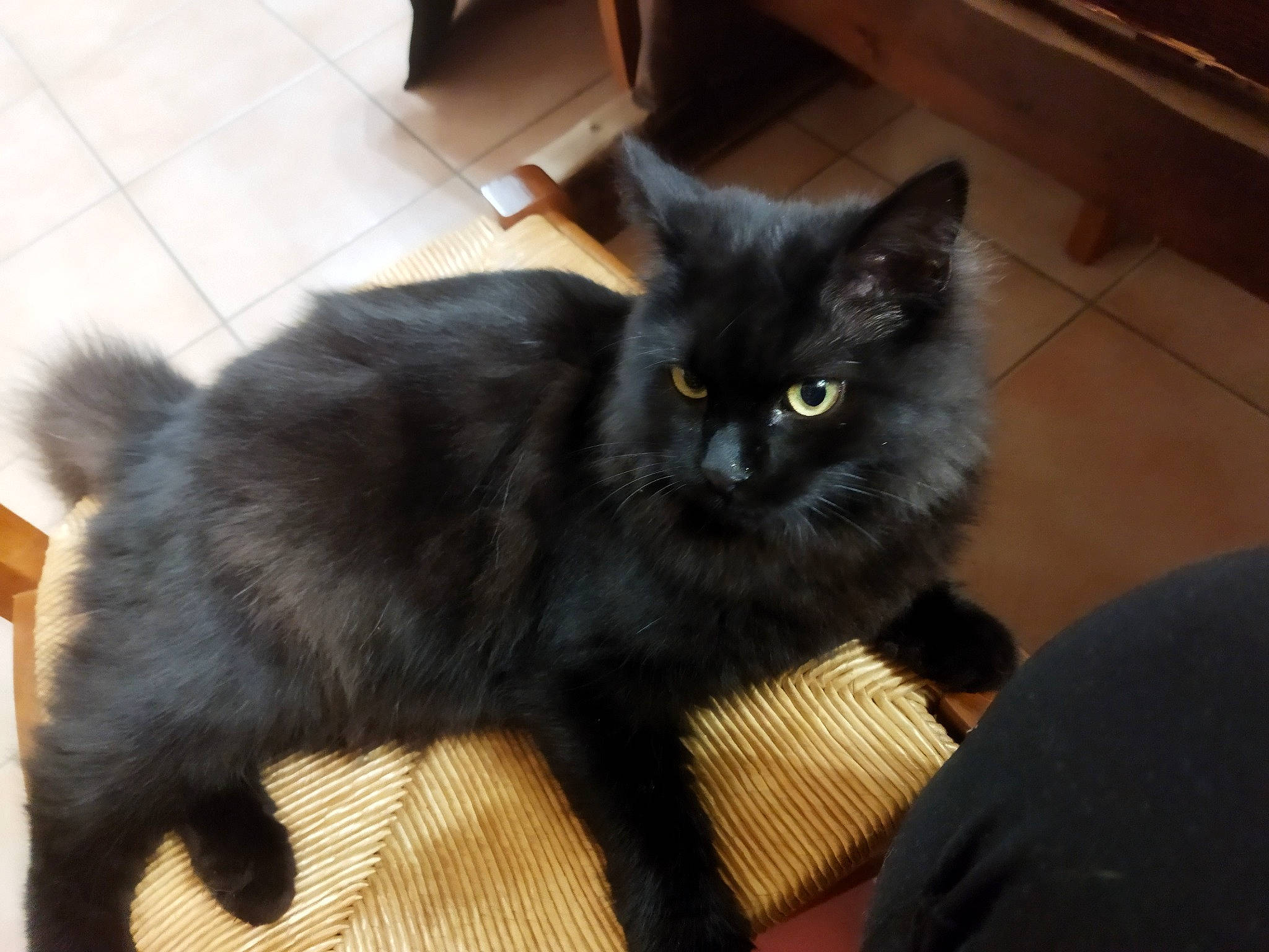 Simba participe au concours pour gagner de l'argent avec cette photo : black_cat, bombay, carnivore, cat, claw, comfort, domestic_short_haired_cat, felidae, flooring, fur, hardwood, paw, small_to_medium_sized_cats, snout, tail, terrestrial_animal, whiskers, window