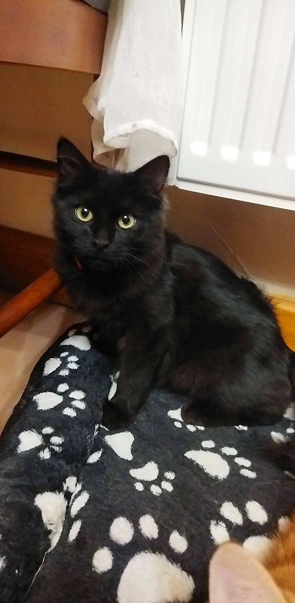 Simba a rejoint le concours — aidez-le/la à gagner de superbes lots ! black_cat, bombay, carnivore, cat, claw, comfort, domestic_short_haired_cat, felidae, flooring, fur, grey, linens, pattern, paw, small_to_medium_sized_cats, tail, terrestrial_animal, whiskers, white, window