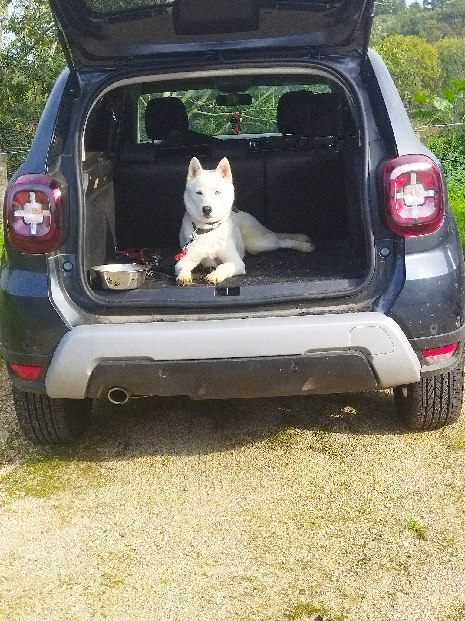 Benji a rejoint le concours — aidez-le/la à gagner de superbes lots ! automotive_design, automotive_exterior, automotive_lighting, automotive_tail_brake_light, automotive_tire, bumper, car, carnivore, dog, grille, hood, land_vehicle, mammal, mode_of_transport, motor_vehicle, product, rim, trunk, vehicle, vehicle_door