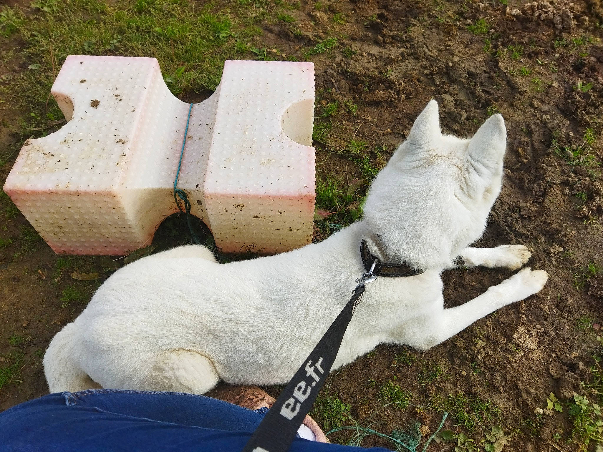 Benji participe au concours pour gagner de l'argent avec cette photo : art, carnivore, cat, collar, companion_dog, dog_breed, fawn, felidae, grass, groundcover, pet_supply, sculpture, small_to_medium_sized_cats, snout, sporting_group, statue, tail, terrestrial_animal, whiskers, working_animal