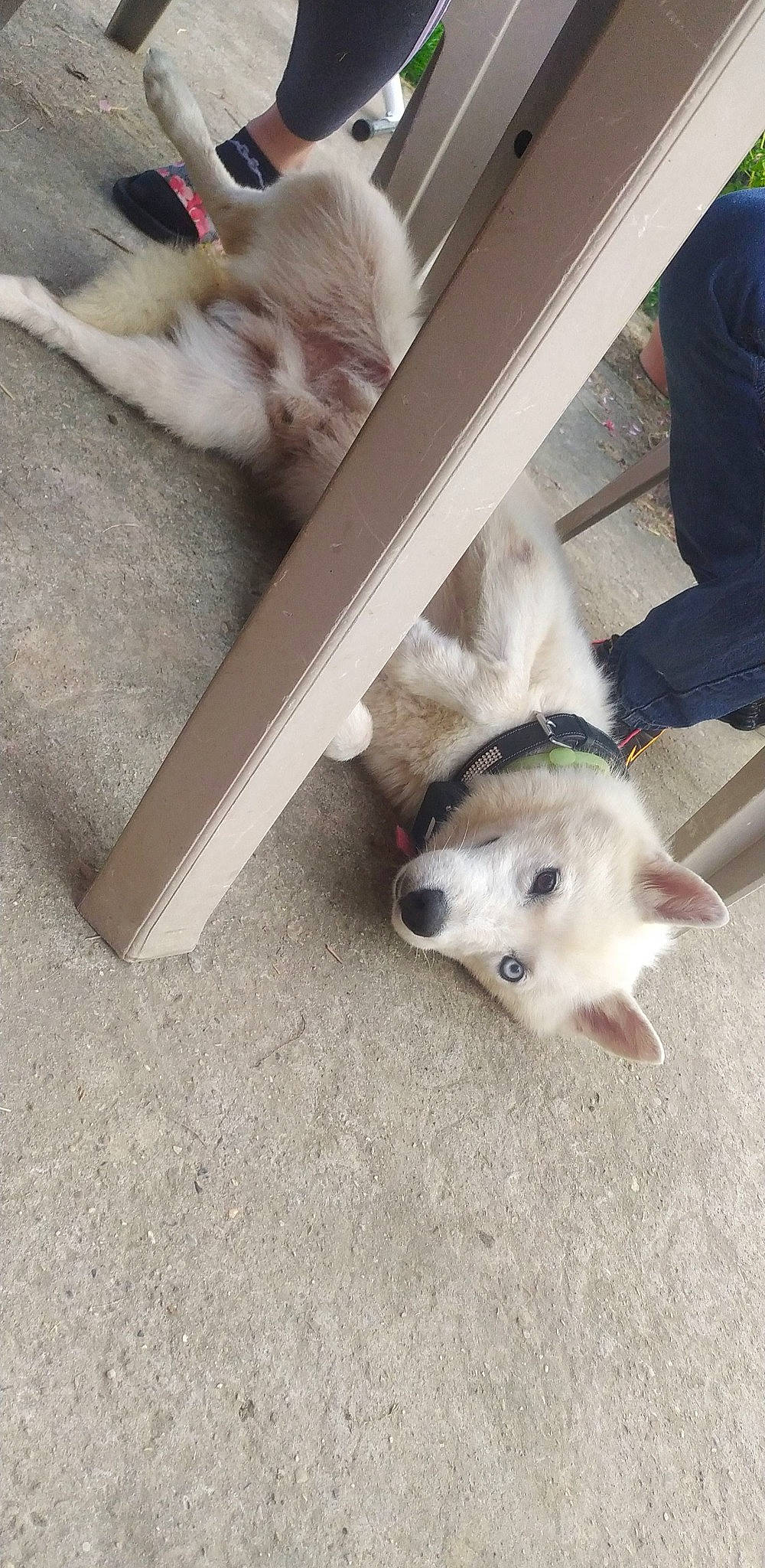 Benji participe au concours pour gagner de l'argent avec cette photo : canidae, carnivore, cat, comfort, companion_dog, dog, dog_breed, fawn, floor, flooring, fur, hardwood, non_sporting_group, paw, pet_supply, samoyed, sporting_group, tail, wood, working_animal