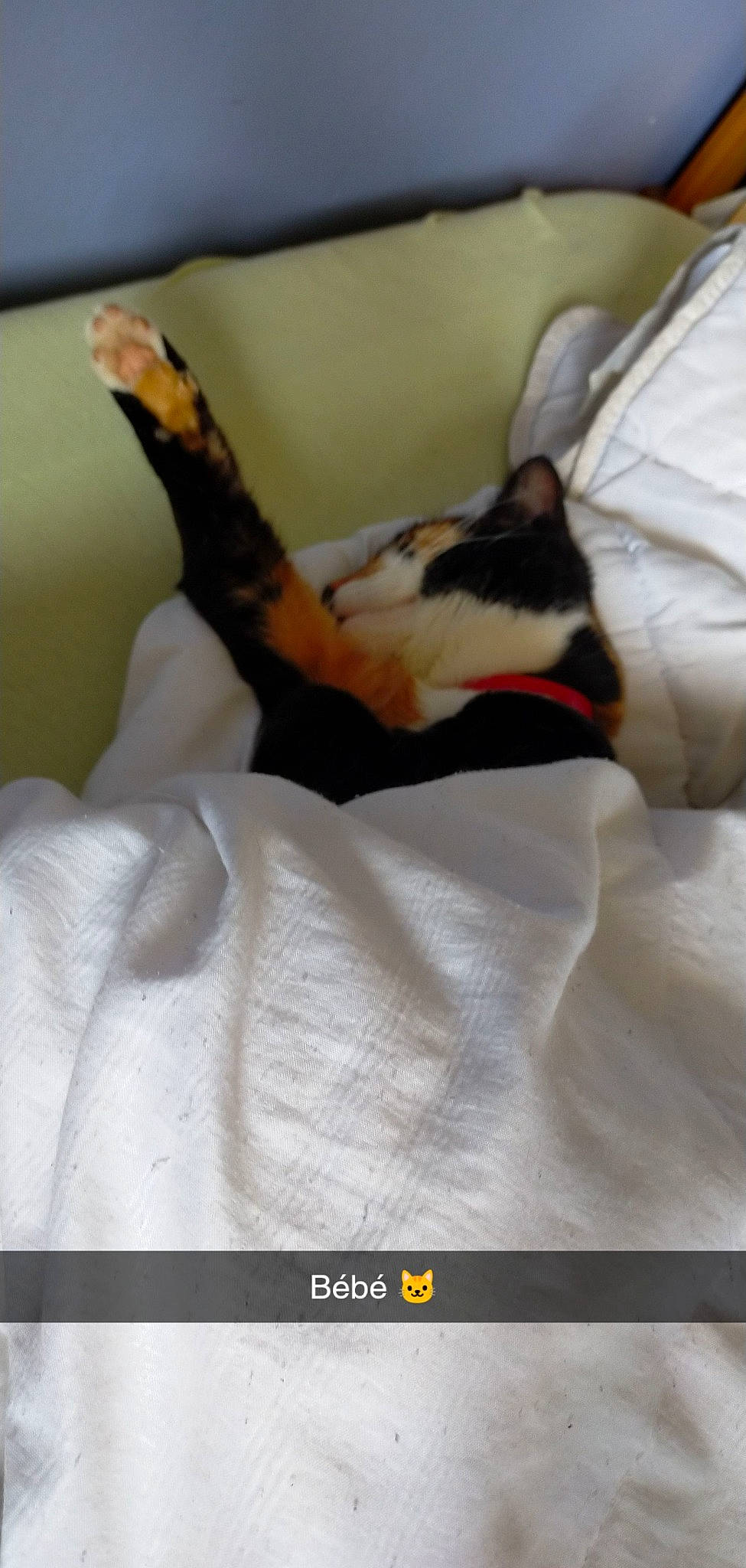 Estrella a rejoint le concours — aidez-le/la à gagner de superbes lots ! carnivore, cat, comfort, companion_dog, dog_breed, fawn, felidae, foot, gesture, human_leg, knee, linens, paw, small_to_medium_sized_cats, snout, sporting_group, tail, textile, thigh, whiskers