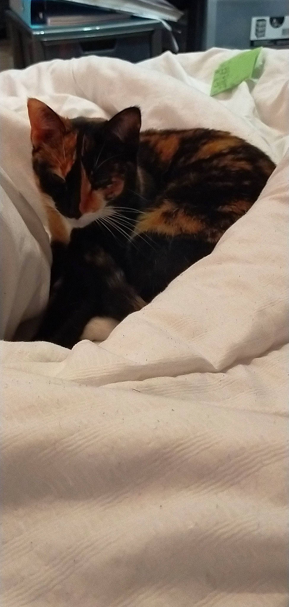 Estrella participe au concours pour gagner de l'argent avec cette photo : bed, bed_sheet, bedding, black_cat, carnivore, cat, cloud, comfort, domestic_short_haired_cat, felidae, fur, grey, linens, room, sky, small_to_medium_sized_cats, tail, tree, whiskers, wood