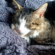 Chester joined the competition — help win amazing prizes! animal, blanket, cat, closeup, comfort, cozy, cute, domestic_animal, feline, fluffy, fur, indoor, nap, pet, relaxing, resting, sleeping, soft_light, tabby, whiskers