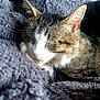 animal, blanket, cat, closeup, comfort, cozy, cute, domestic_animal, feline, fluffy, fur, indoor, nap, pet, relaxing, resting, sleeping, soft_light, tabby, whiskers