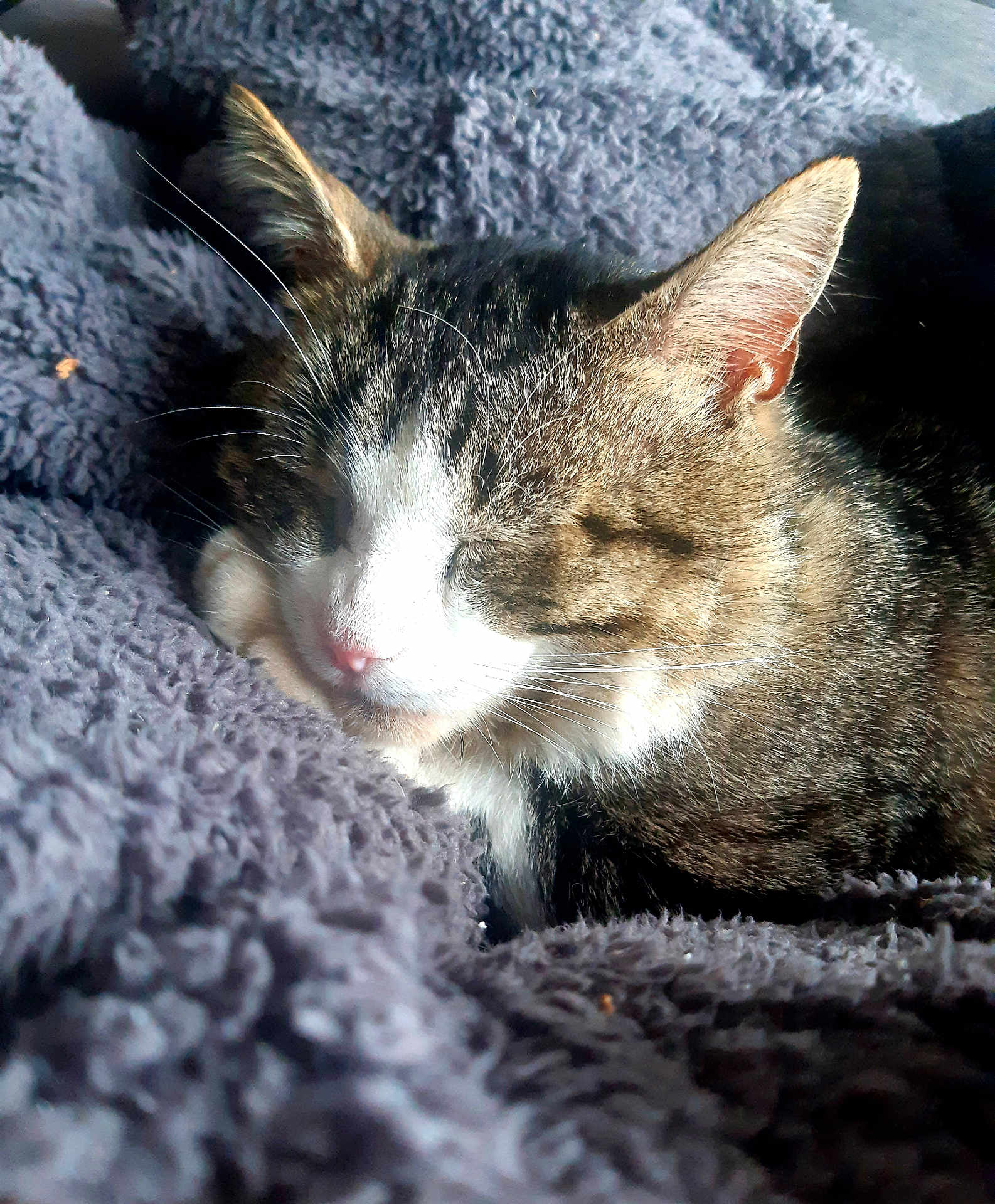 Chester