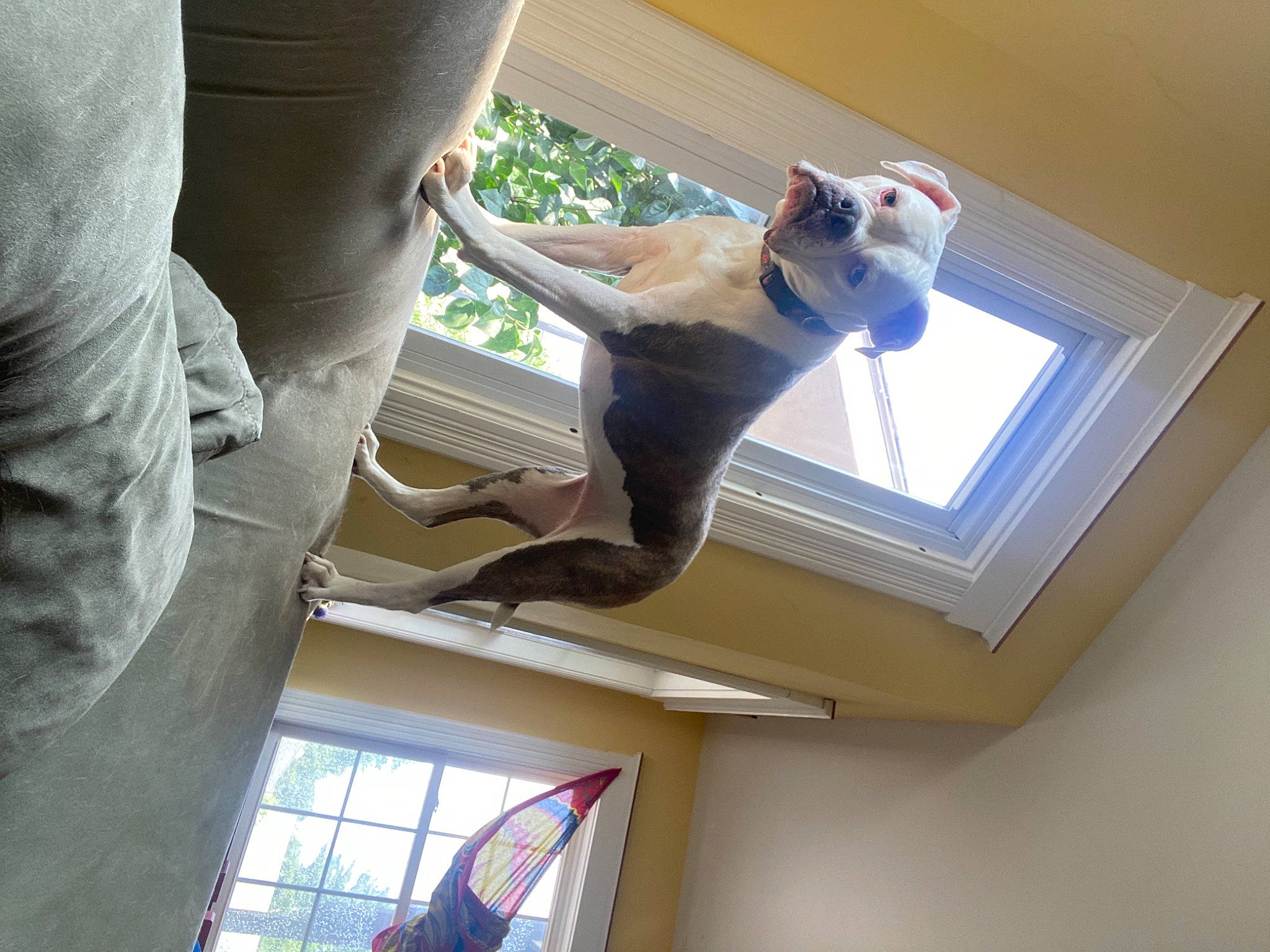 Abby is registered to the contest to win money with this photo: carnivore, ceiling, companion_dog, daylighting, dog, dog_breed, elbow, fawn, felidae, flooring, fun, gesture, hardwood, human_leg, room, small_to_medium_sized_cats, sporting_group, tail, window, wood