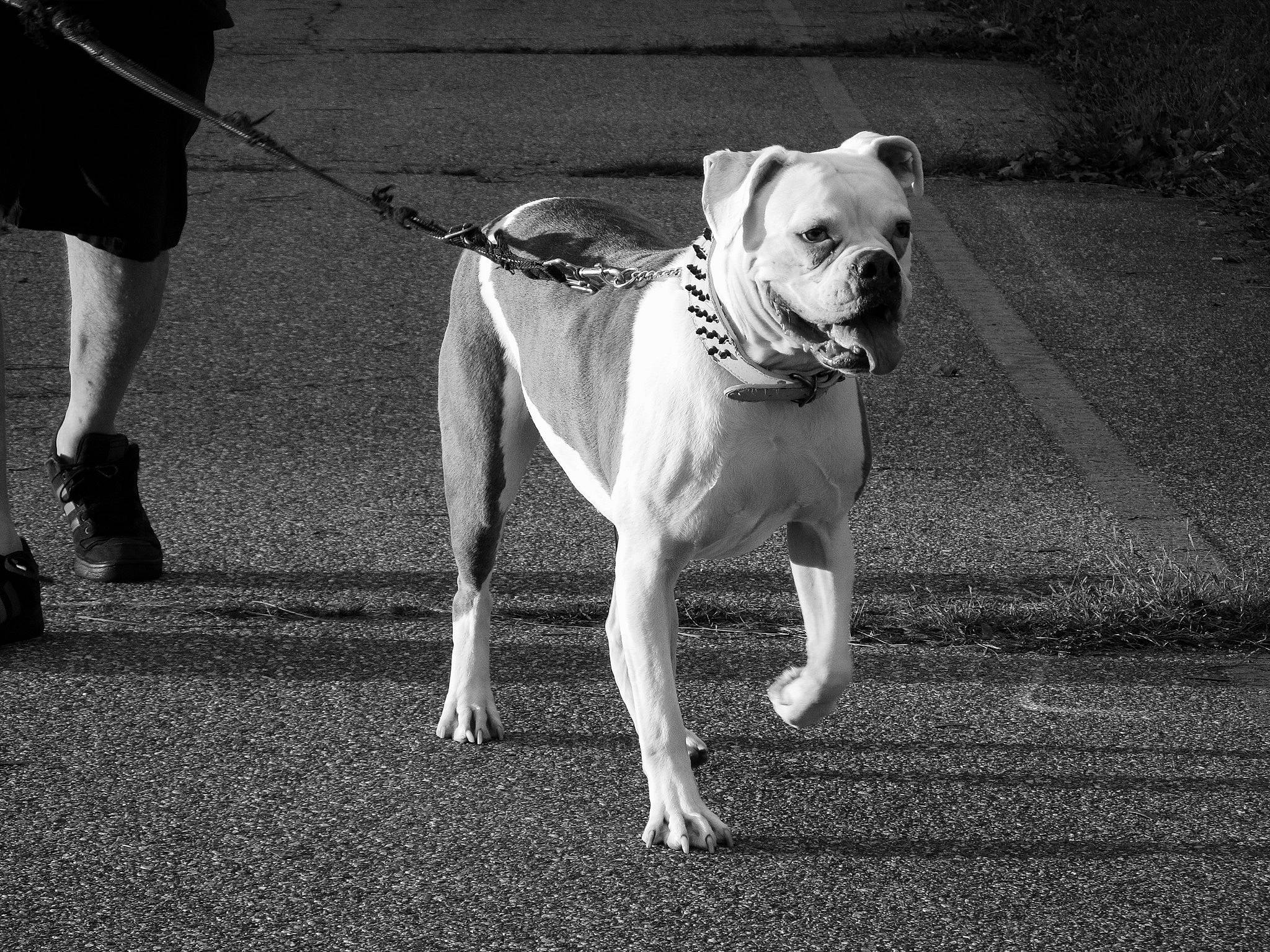 Abby is registered to the contest to win money with this photo: black, black_and_white, bulldog, carnivore, collar, companion_dog, dog, dog_breed, dog_collar, fashion_accessory, fawn, grass, human_leg, leash, monochrome, monochrome_photography, road_surface, style, working_animal, wrinkle