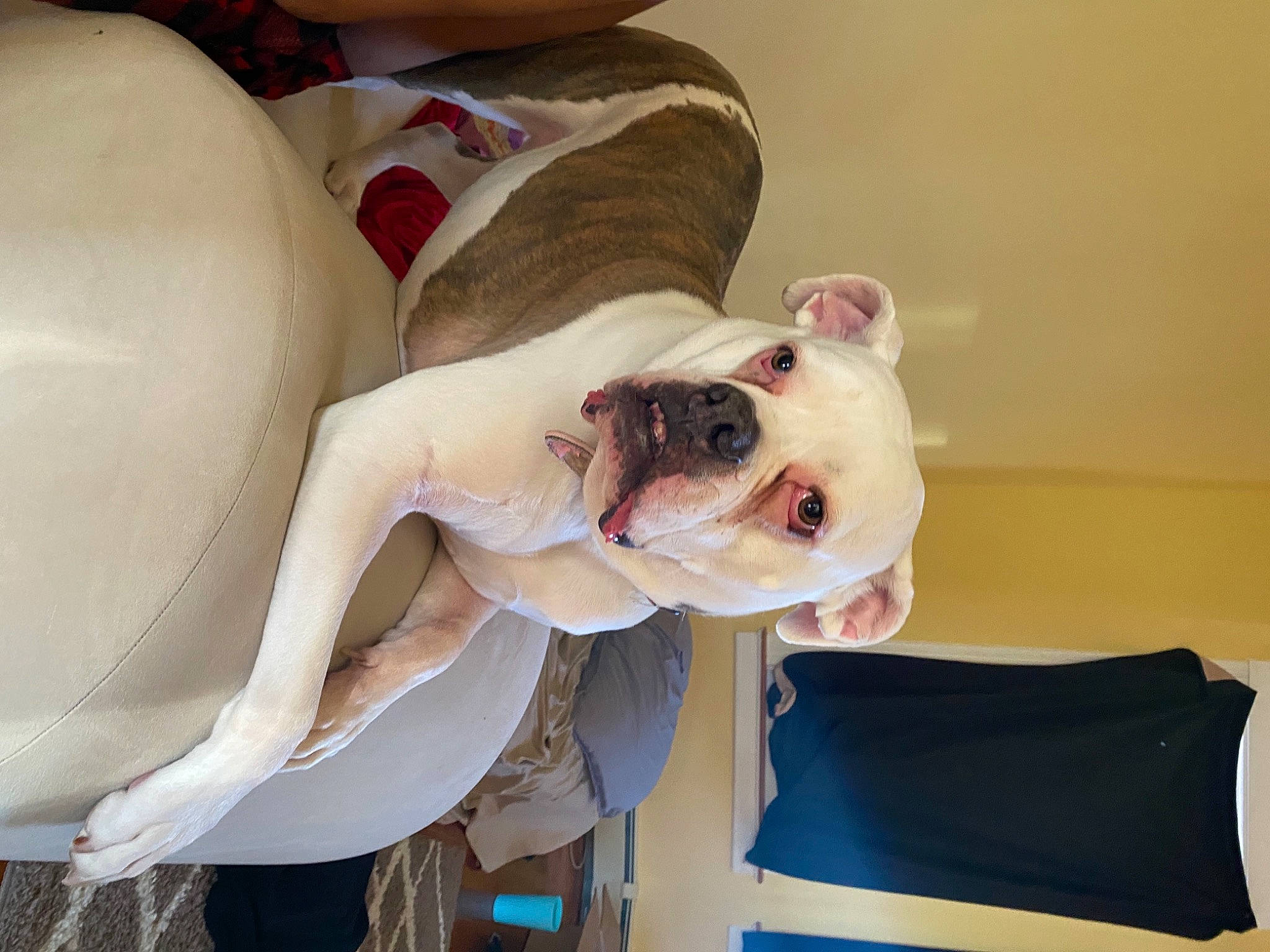 Abby is registered to the contest to win money with this photo: bulldog, canidae, carnivore, collar, comfort, companion_dog, dog, dog_breed, dog_collar, dog_supply, eyewear, fawn, molosser, non_sporting_group, pet_supply, snout, sporting_group, toy_dog, white_english_bulldog, working_animal