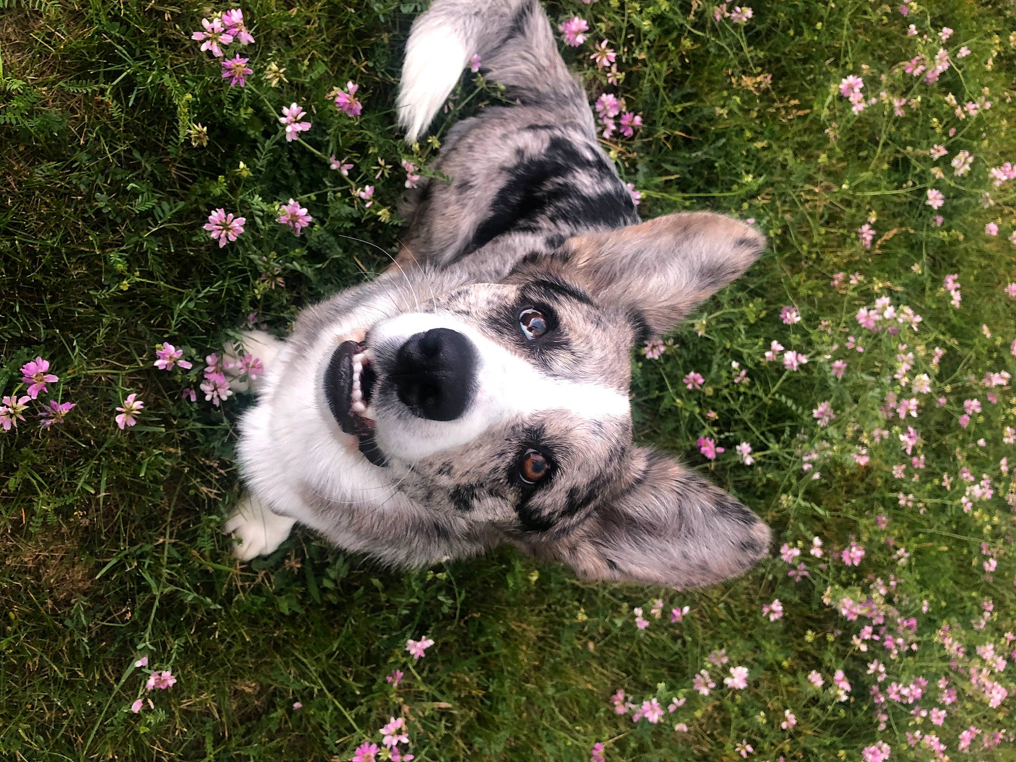 Stampy participe au concours pour gagner de l'argent avec cette photo : annual_plant, canidae, carnivore, collar, companion_dog, dog, dog_breed, fawn, flower, garden, grass, groundcover, herbaceous_plant, petal, plant, snout, sporting_group, spring, whiskers, working_animal