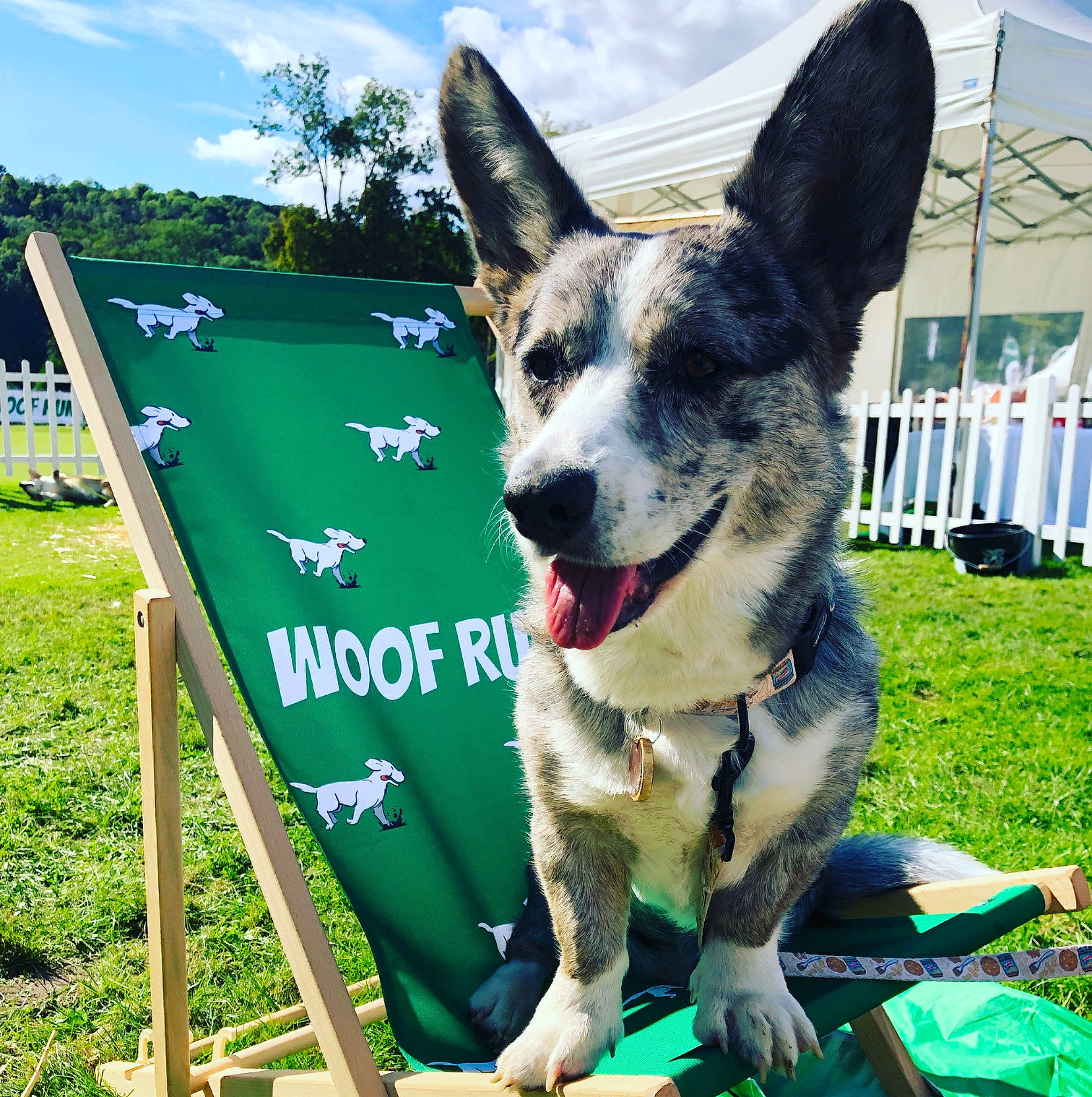 Stampy a rejoint le concours — aidez-le/la à gagner de superbes lots ! carnivore, cloud, collar, companion_dog, dog, dog_breed, dog_collar, dog_supply, grass, herding_dog, leisure, outdoor_furniture, plant, pole, recreation, sky, snout, sporting_group, tree, whiskers