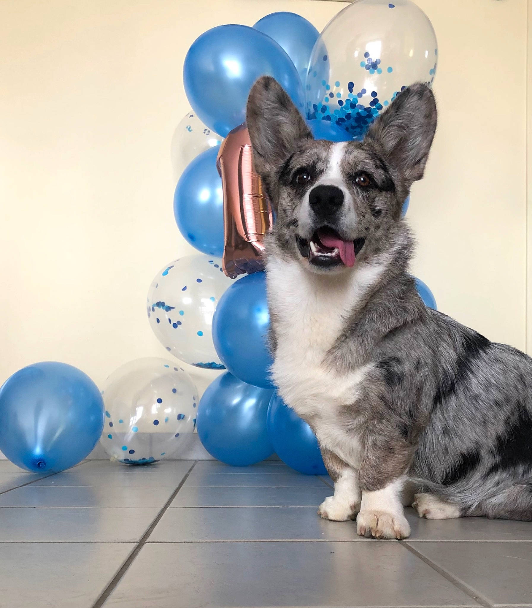 Stampy a rejoint le concours — aidez-le/la à gagner de superbes lots ! balloon, blue, canidae, carnivore, companion_dog, dog, dog_breed, dog_collar, dog_supply, electric_blue, eyewear, fur, happy, herding_dog, party_supply, paw, snout, sporting_group, whiskers, working_animal