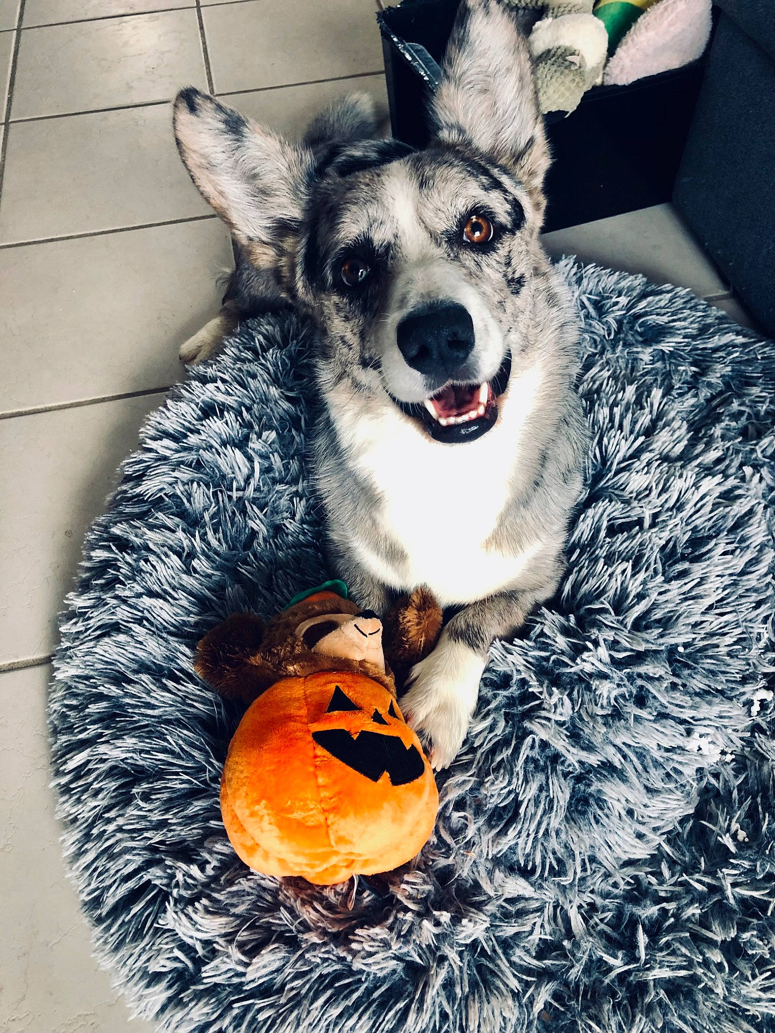 Stampy a rejoint le concours — aidez-le/la à gagner de superbes lots ! calabaza, canidae, carnivore, companion_dog, dog, dog_breed, dog_supply, fur, herding_dog, non_sporting_group, paw, sitting, sled_dog, smile, snout, sporting_group, tail, whiskers, working_animal, working_dog