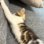 Fidji a rejoint le concours — aidez-le/la à gagner de superbes lots ! kitten, cat, stretching, paw, couch, pillow, indoor, feline, pet, fur, white, brown, tabby, cozy, home, soft, relaxing, animal, cute, sleepy