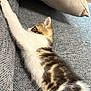 kitten, cat, stretching, paw, couch, pillow, indoor, feline, pet, fur, white, brown, tabby, cozy, home, soft, relaxing, animal, cute, sleepy