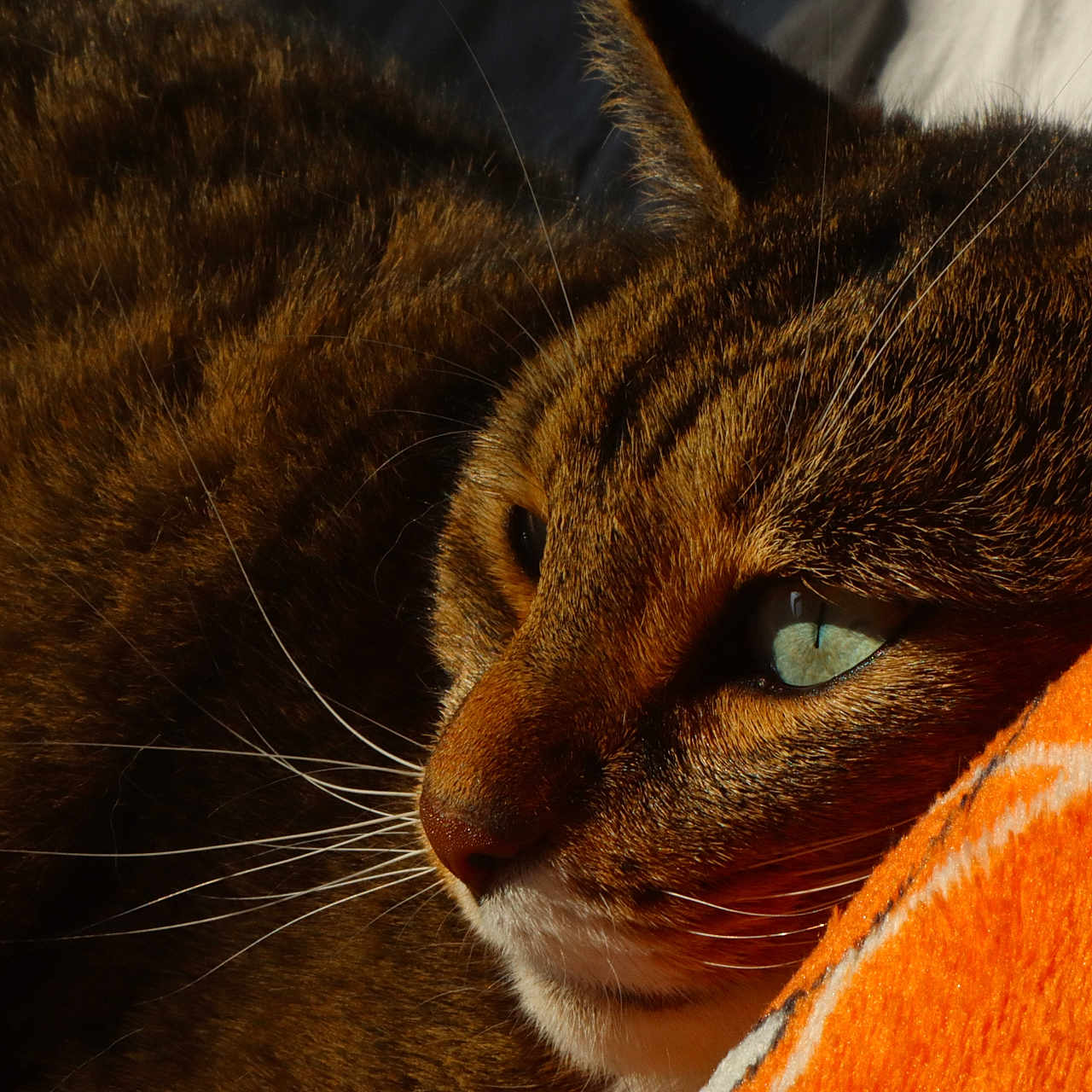 Jumpy a rejoint le concours — aidez-le/la à gagner de superbes lots ! cat, tabby_cat, close_up, fur, whiskers, green_eyes, orange_blanket, resting, sunlight, cozy, pet, animal, domestic_cat, mammal, portrait, relaxing, indoor, soft_texture, face, cute