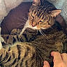Jumpy participe au concours pour gagner de l'argent avec cette photo : cat, tabby_cat, pet, hand, bed, cozy, indoor, feline, striped, resting, comfort, animal, fur, whiskers, relaxed, domestic_cat, closeup, cute, sleepy, soft