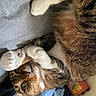 Jumpy participe au concours pour gagner de l'argent avec cette photo : cat, tabby, paw, blanket, clothing, fur, whiskers, green_eyes, playful, cute, pet, domestic_animal, lying_down, indoor, relaxed, soft_texture, sleepy, feline, cozy, resting
