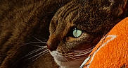 Jumpy participe au concours pour gagner de l'argent avec cette photo : cat, tabby, close_up, green_eyes, whiskers, fur, resting, orange_blanket, cozy, pet, animal, domestic_cat, sleepy, soft_texture, portrait, indoor, feline, detailed, relaxed, cute