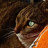cat, tabby, close_up, green_eyes, whiskers, fur, resting, orange_blanket, cozy, pet, animal, domestic_cat, sleepy, soft_texture, portrait, indoor, feline, detailed, relaxed, cute