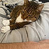 cat, tabby_cat, white_paws, bed, blanket, furniture, indoor, resting, sleepy, fur, animal, pet, cozy, relaxed, human_arm, comfort, domestic, closeup, whiskers, ears