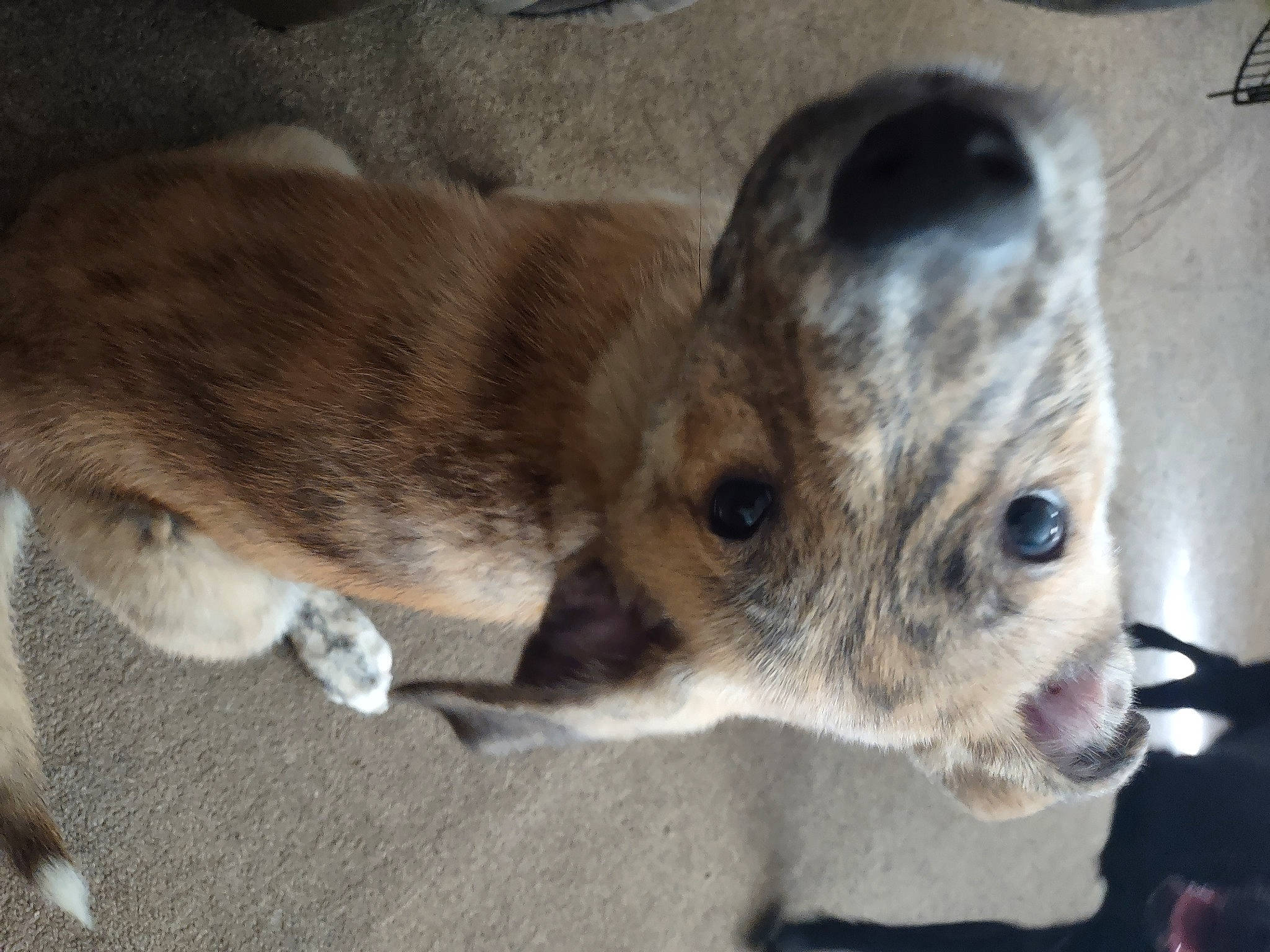 Bocephus joined the competition — help win amazing prizes! canidae, carnivore, companion_dog, dog, dog_breed, ear, eye, fawn, felidae, fur, non_sporting_group, paw, puppy, snout, sporting_group, street_dog, terrestrial_animal, toy_dog, whiskers, working_animal