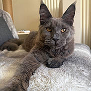 Pep joined the competition — help win amazing prizes! cat, gray_cat, pet, feline, fluffy, fur, indoor, cozy, blanket, stretching, paw, relaxed, portrait, animal, whiskers, ears, closeup, resting, cute, domestic_cat