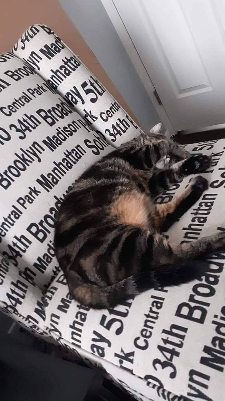 Jaxon joined the competition — help win amazing prizes! american_shorthair, asian, carnivore, cat, domestic_short_haired_cat, dragon_li, european_shorthair, felidae, font, fur, kitten, nap, paw, photo_caption, small_to_medium_sized_cats, tabby_cat, tail, whiskers