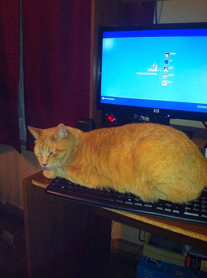 Robert Earl joined the competition — help win amazing prizes! carnivore, cat, display_device, european_shorthair, felidae, screen, small_to_medium_sized_cats, tabby_cat, television, whiskers