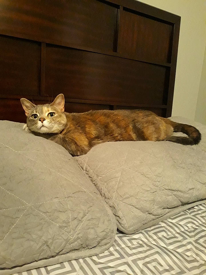 Harley is registered to the contest to win money with this photo: asian, bed, bed_sheet, bengal, carnivore, cat, comfort, domestic_short_haired_cat, european_shorthair, felidae, floor, flooring, fur, furniture, mammal, ocicat, room, small_to_medium_sized_cats, tabby_cat, whiskers