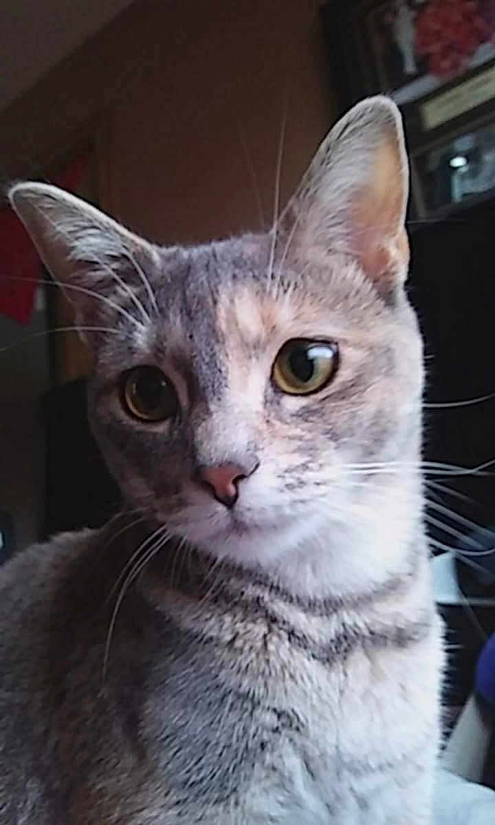Harley