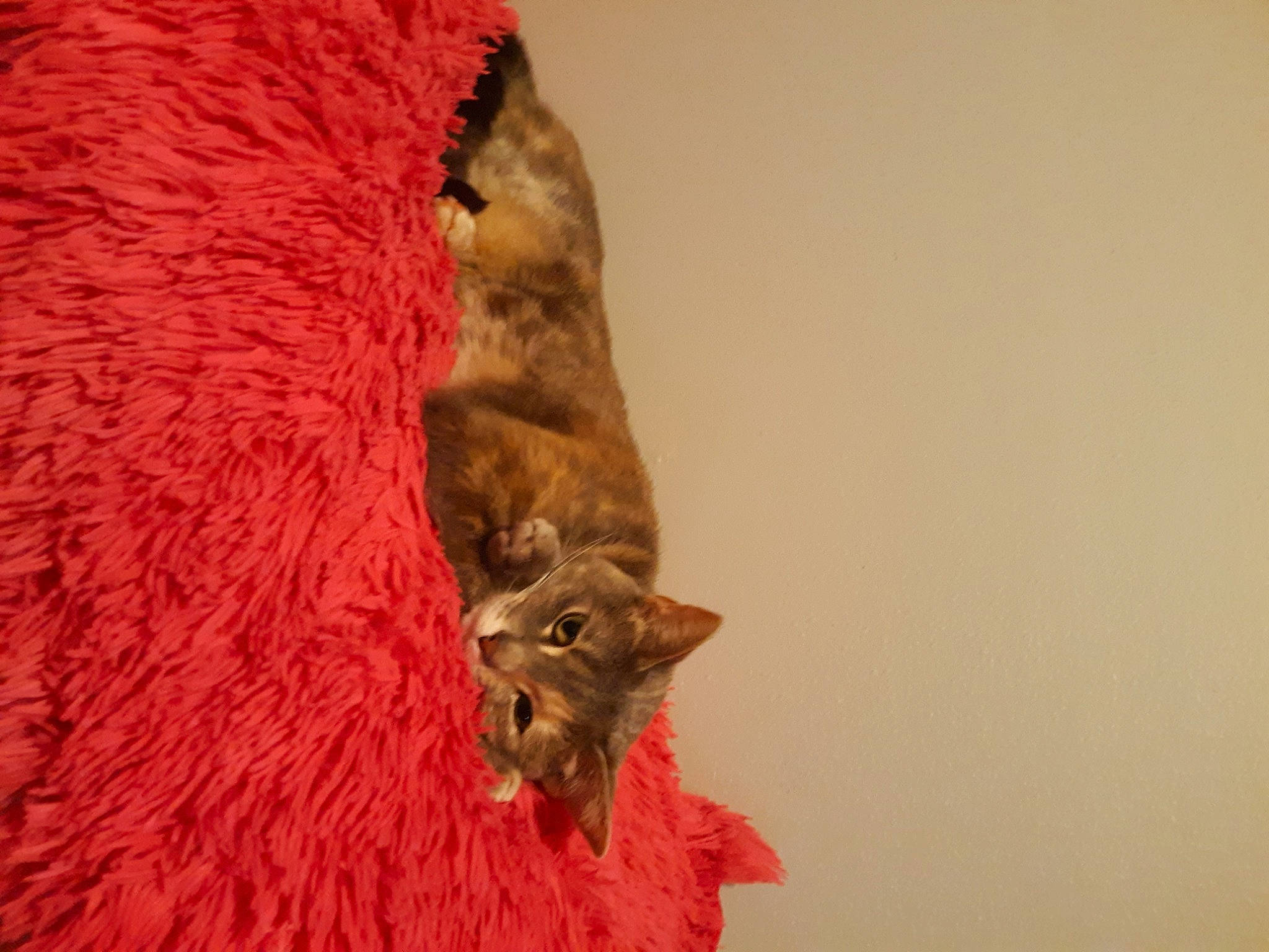 Harley joined the competition — help win amazing prizes! carnivore, cat, felidae, fur, small_to_medium_sized_cats, tail, textile, whiskers