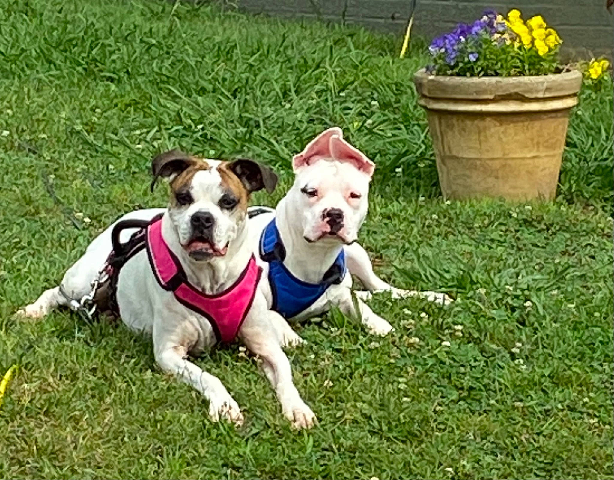 Panzer joined the competition — help win amazing prizes! bulldog, carnivore, collar, companion_dog, dog, dog_breed, dog_clothes, dog_collar, dog_supply, fawn, flower, flowerpot, grass, houseplant, lawn, leash, plant, snout, toy_dog, working_animal