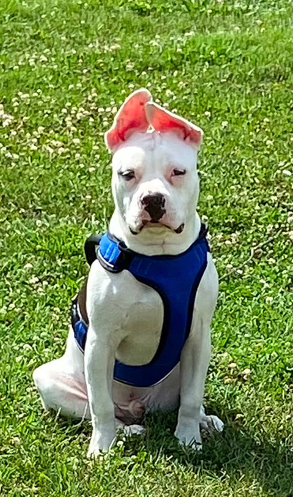 Panzer is registered to the contest to win money with this photo: art, bulldog, carnivore, collar, companion_dog, dog, dog_breed, dog_collar, dog_supply, fawn, grass, groundcover, molosser, non_sporting_group, pet_supply, plant, sporting_group, tail, working_animal, working_dog