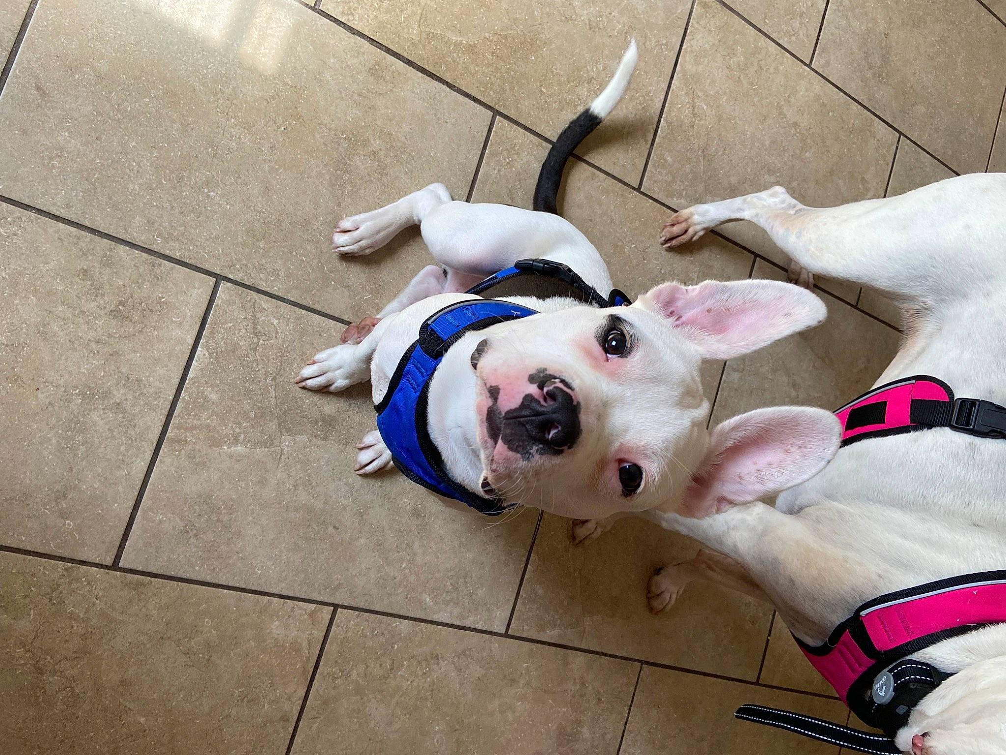 Panzer joined the competition — help win amazing prizes! canidae, carnivore, collar, companion_dog, dog, dog_breed, dog_collar, dog_supply, fawn, flooring, fur, leash, non_sporting_group, paw, pet_supply, road_surface, snout, sporting_group, white, working_animal