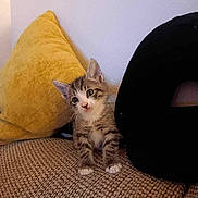 Milo joined the competition — help win amazing prizes! animal, black_cushion, cat, couch, curious, cute, feline, fur, home, indoor, kitten, pet, pillow, seated, small_animal, tabby, texture, whiskers, yellow_pillow, young