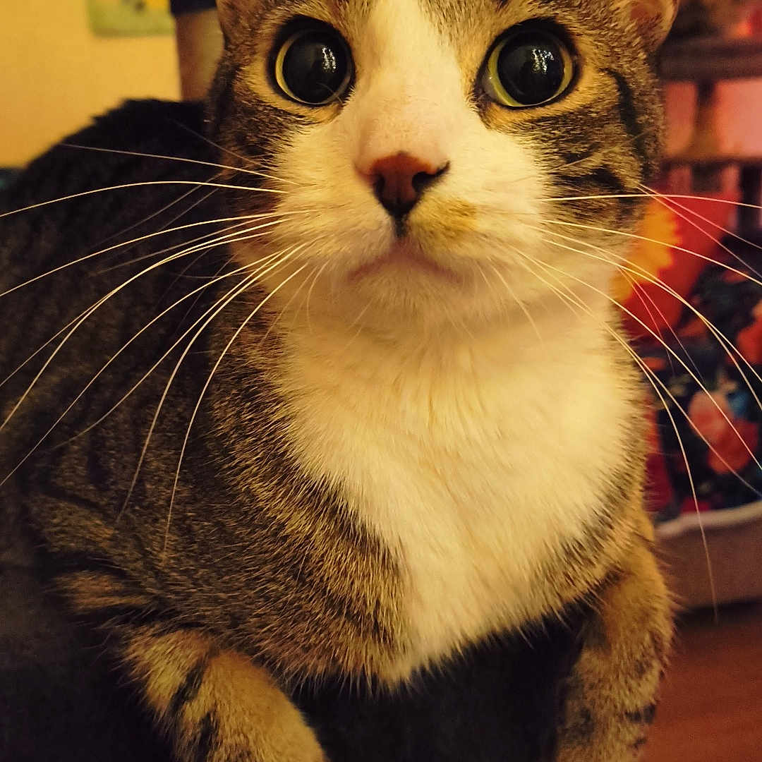 Milo joined the competition — help win amazing prizes! animal, background_blur, cat, close_up, curious, cute, domestic_cat, feline, fur, household, indoor, mammal, paws, pet, portrait, resting, soft_light, tabby, whiskers, wide_eyes