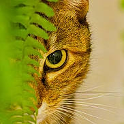 Griotte a rejoint le concours — aidez-le/la à gagner de superbes lots ! animal, cat, closeup, curious, eye, face, fern, fur, green, hidden, leaf, mammal, nature, outdoor, pet, plant, portrait, stalking, whiskers, wildlife