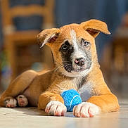 Roxy a rejoint le concours — aidez-le/la à gagner de superbes lots ! puppy, dog, indoor, floor, tennis_ball, pet, animal, cute, young_dog, brown_fur, white_paws, black_nose, ears, playing, resting, looking, closeup, blurred_background, domestic_animal, adorable