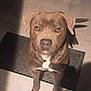 dog, brown_dog, pet, canine, looking_up, doormat, tile_floor, indoor, shadow, light, ears, eyes, paws, mouth, white_patch, animal, companion, cute, alert, waiting