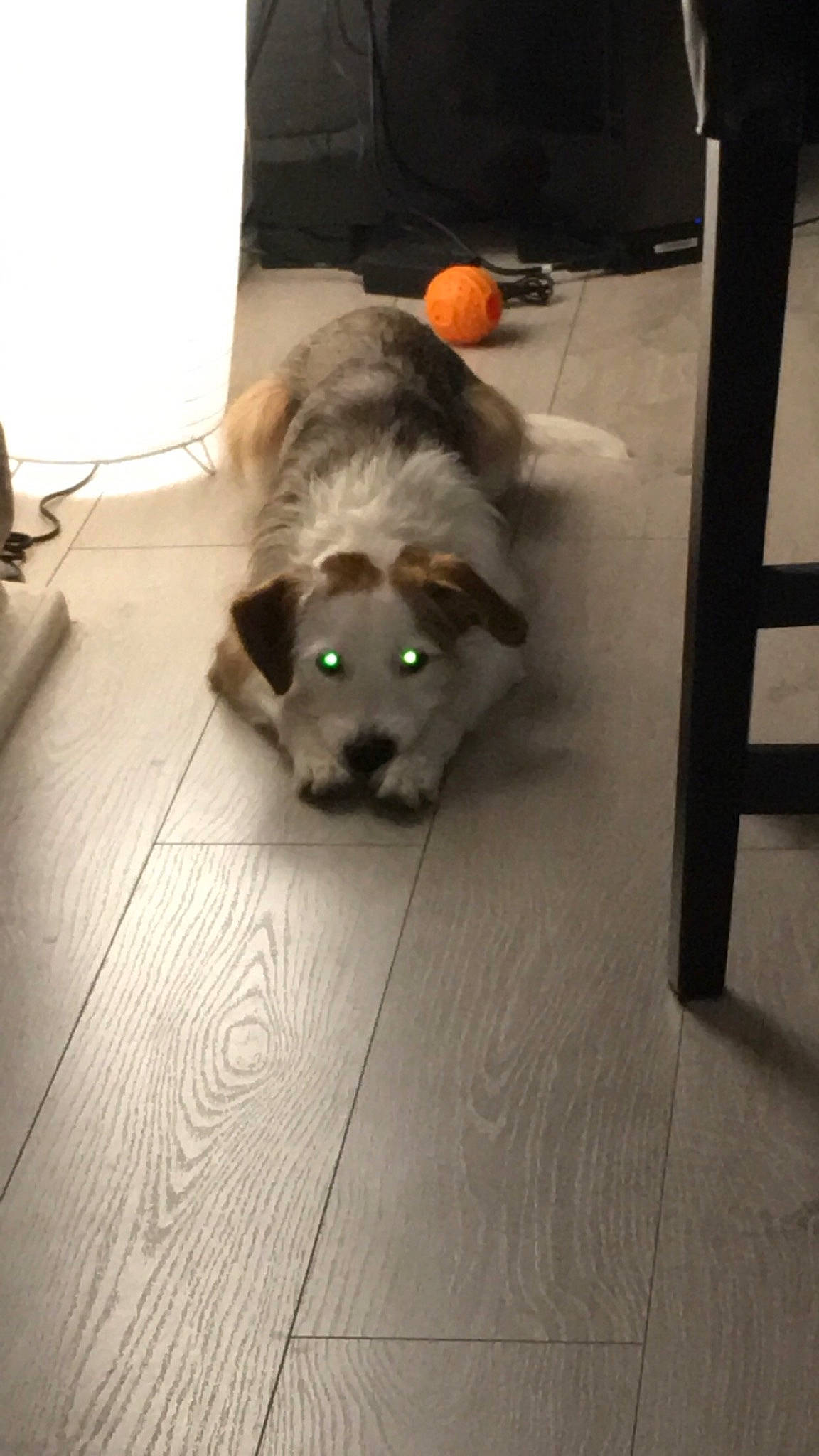 Ninho participe au concours pour gagner de l'argent avec cette photo : australian_shepherd, canidae, carnivore, companion_dog, dog, dog_breed, fawn, floor, flooring, puppy, sporting_group